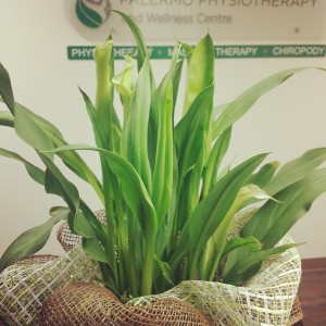 Spring time plant in front of Oakville Physiotherapy, massage, yoga, foot care sign